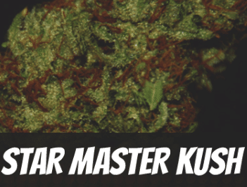 Star Master Kush
