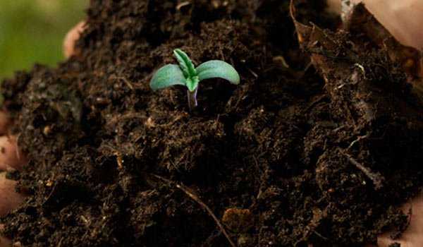 sterilized soil cannabis