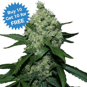 Super Skunk