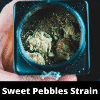 sweet-pebbles-strain