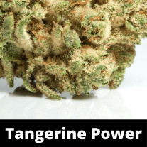 tangerine-power-strain