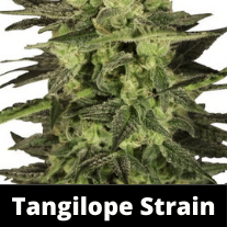 tangilope-strain