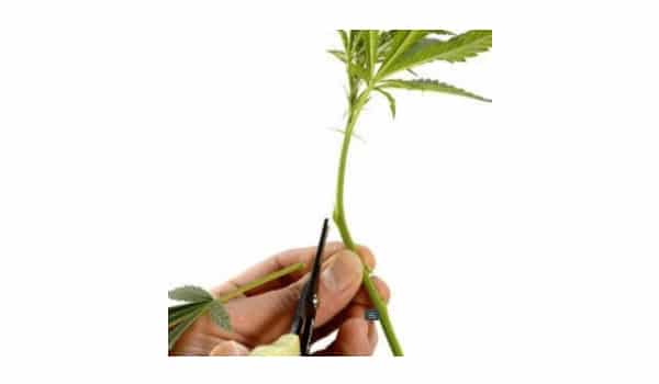to promote growth