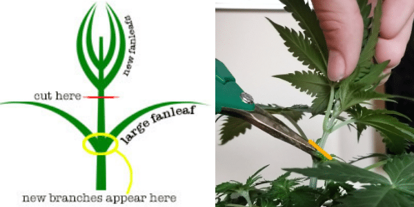 topping-marijuana