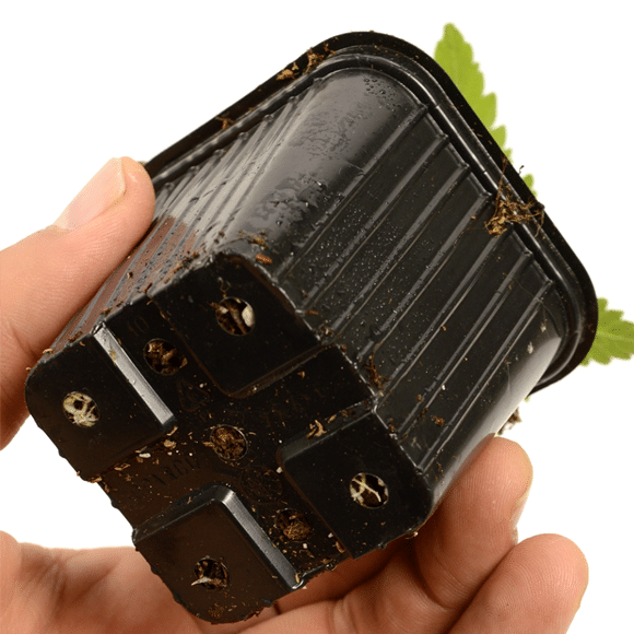 check plant roots