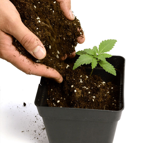 transplant to pot