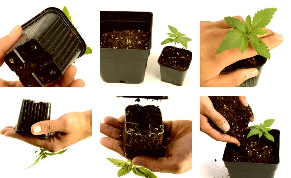 transplanting marijuana process