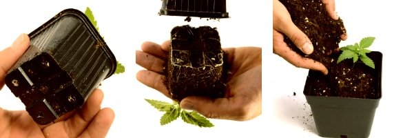transplating cannabis plants