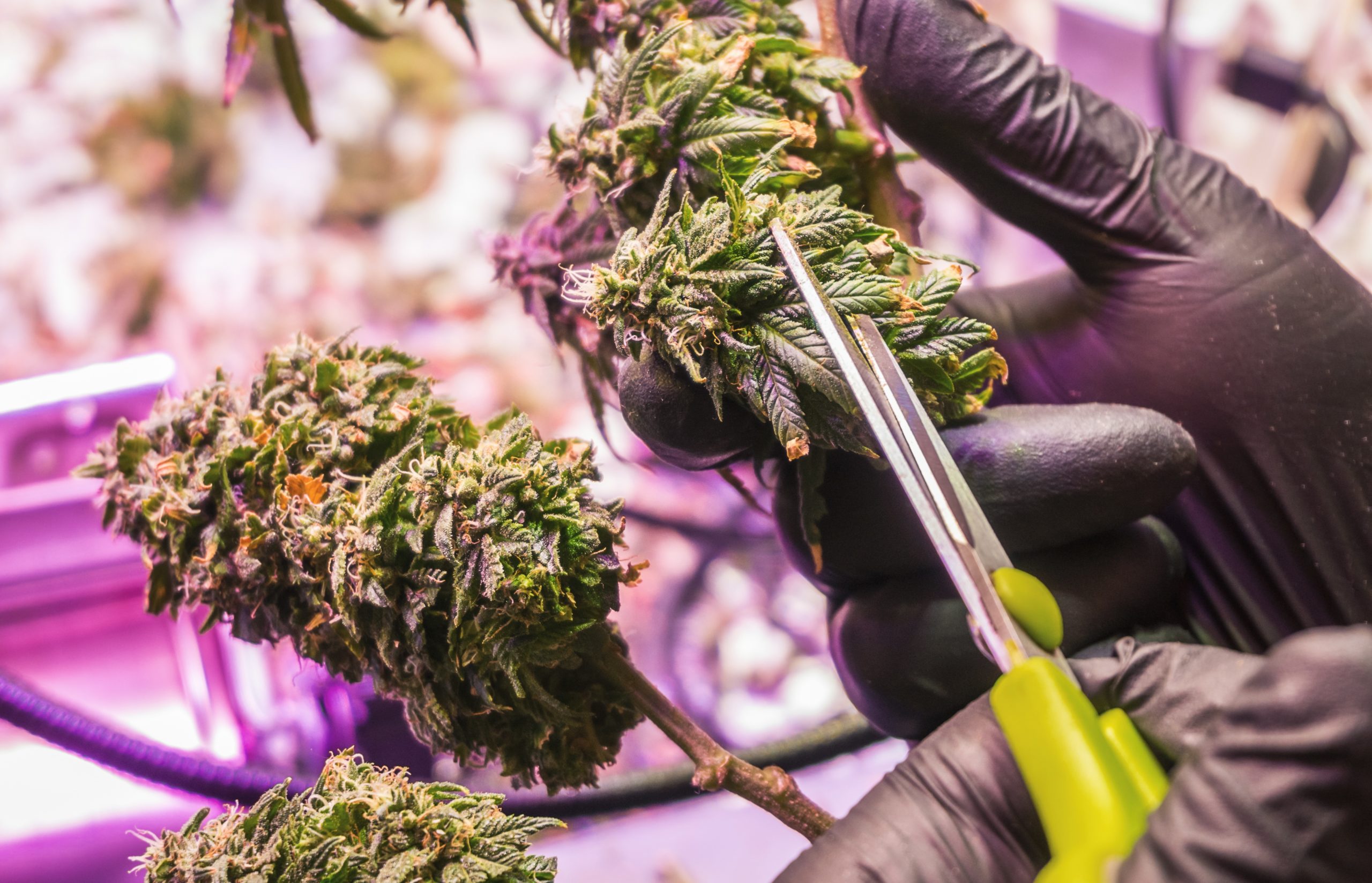 Cropped Hands in black gloves trimming medical Cannabis Marijuana buds prepare for drying