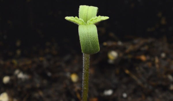 Two lobed leaves growing from the middle of the sucker leaves