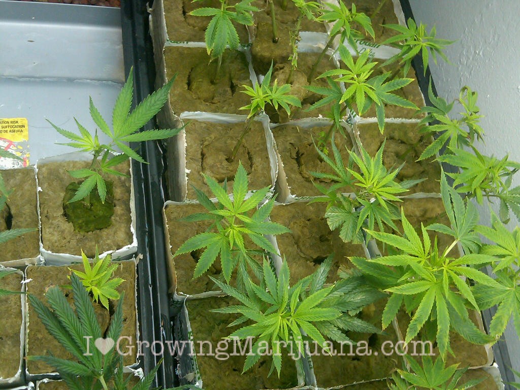 Unhealthy marijuana clones