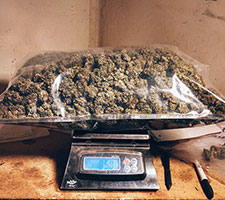 best marijuana scale