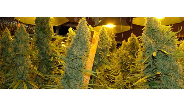 when flush weed plant