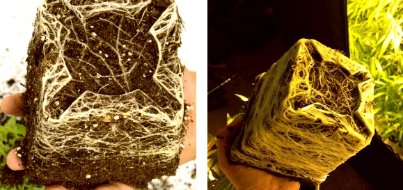 when to transplant marijuana plants