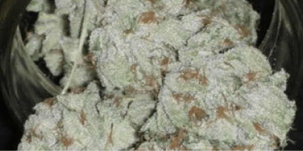 White Rhino Effects