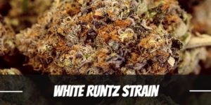 White Runtz Strain