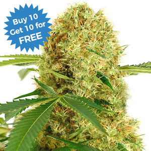 buy white widow strain