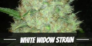 White Widow Strain