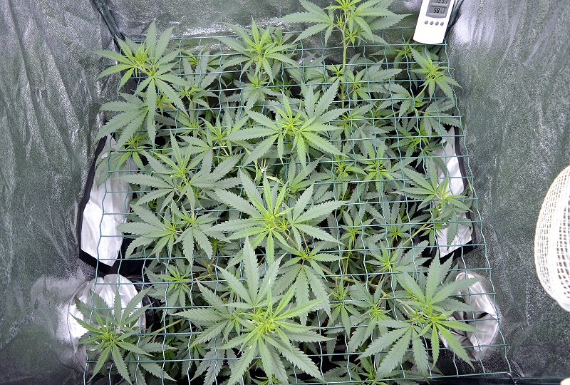 Why scrog weed