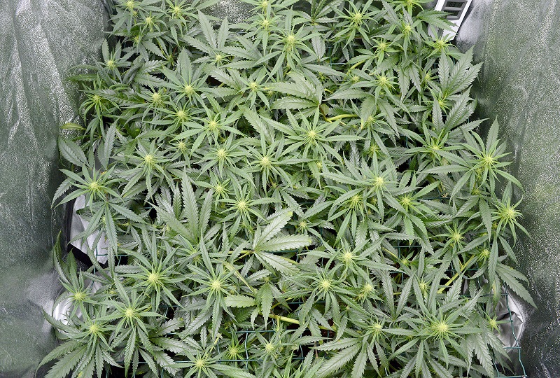 Why scrog cannabis