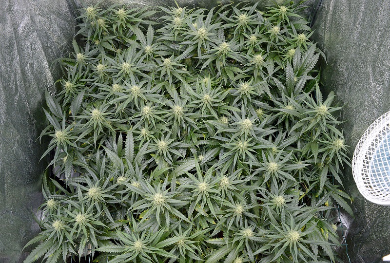 Why scrog marijuana