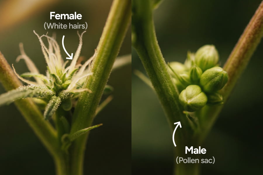 Side-by-side comparison of a female cannabis node with white pistils and a male cannabis node with a round pollen sac.