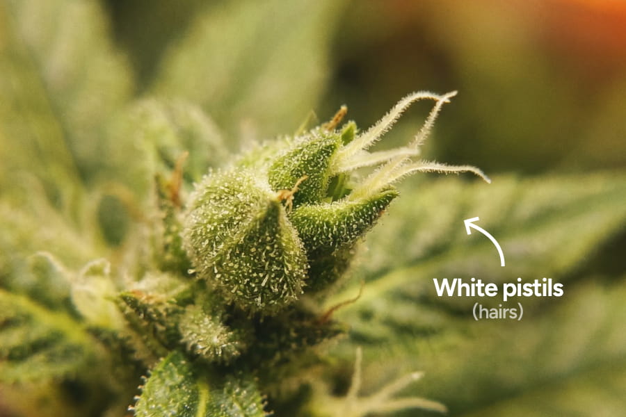  Extreme close-up of a female cannabis plant node with white pistils emerging from a teardrop-shaped calyx.