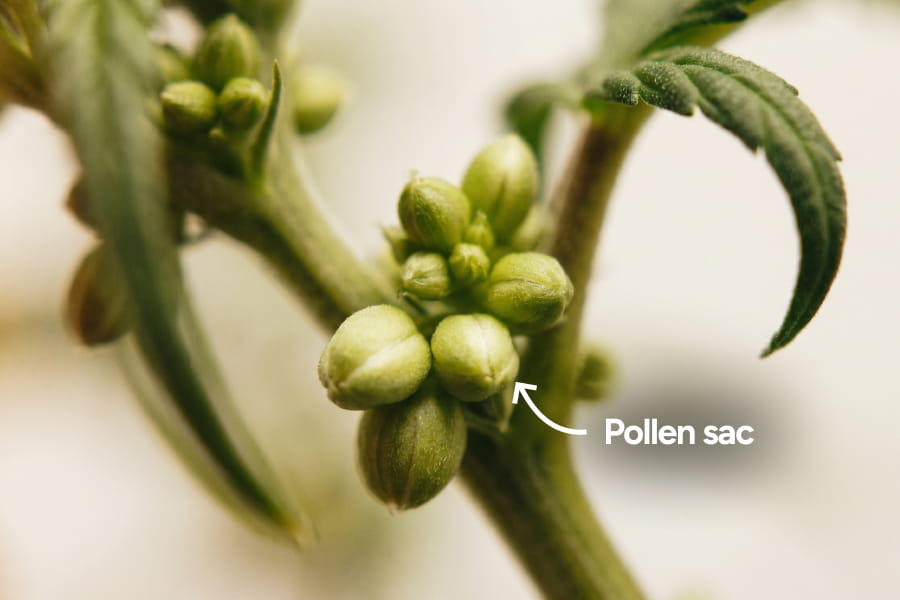 Cluster of smooth round pollen sacs at the node of a male cannabis plant with no white hairs.