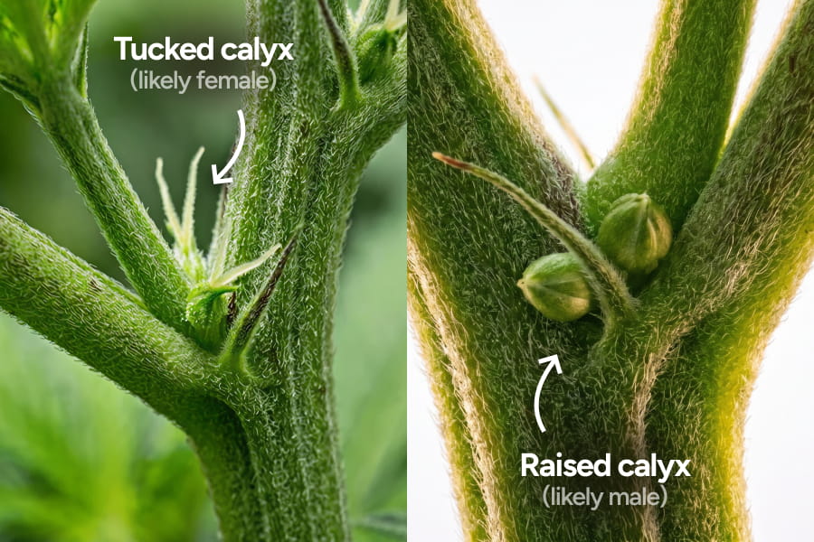 Early-stage cannabis preflowers showing a raised calyx on a male plant versus a tucked calyx on a female plant.