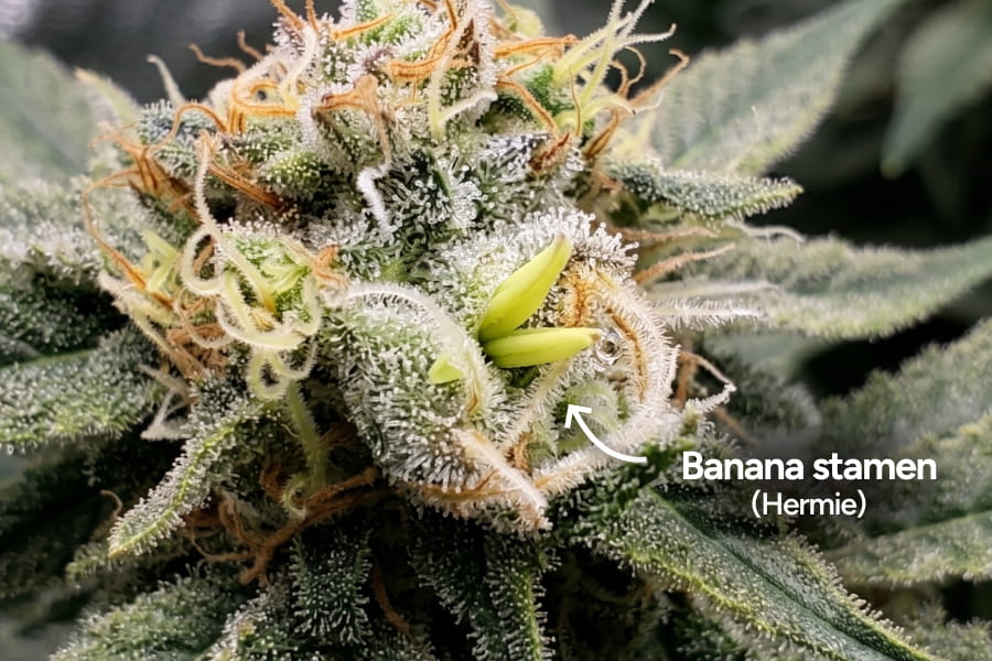  Close-up comparing elongated yellow banana-shaped stamen on a hermaphrodite cannabis plant against a round male pollen sac.