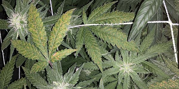 Calcium deficiency cannabis plant