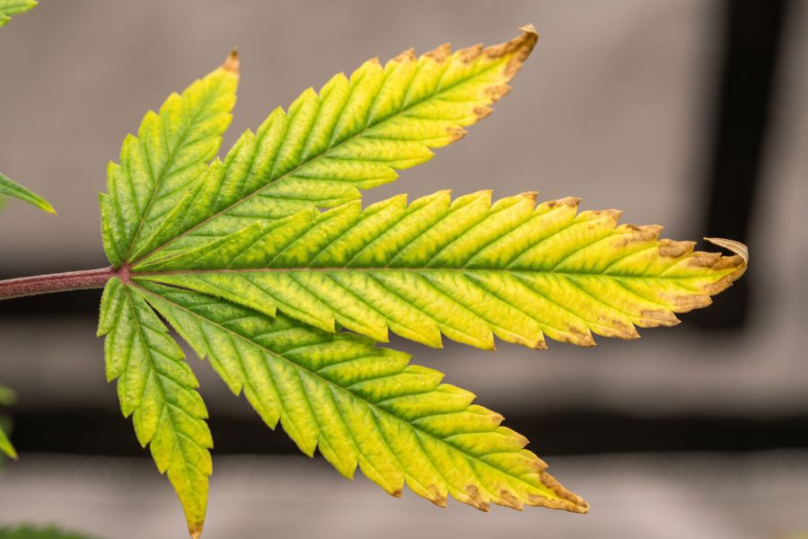 Close-up of cannabis leaf showing interveinal chlorosis with green veins.