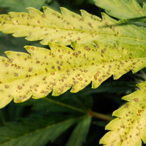 Healthy cannabis plant upper canopy with deep-green new growth, viewed from above.