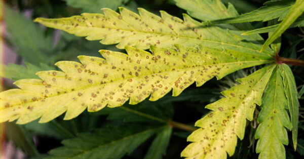 Healthy cannabis plant upper canopy with deep-green new growth, viewed from above.