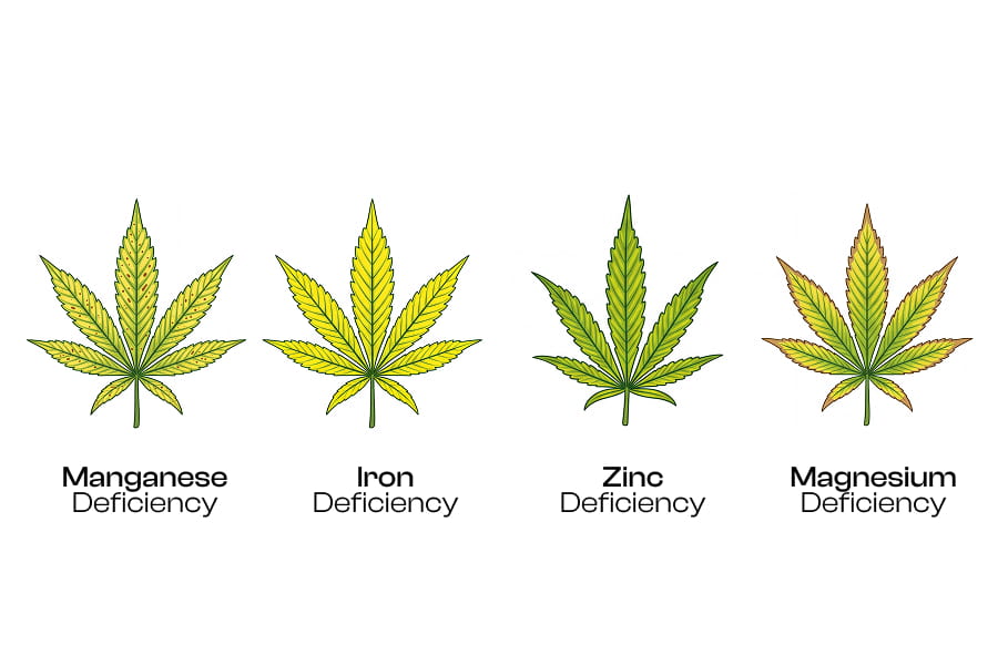 Comparison chart of manganese, iron, zinc and magnesium deficiency symptoms on cannabis leaves.