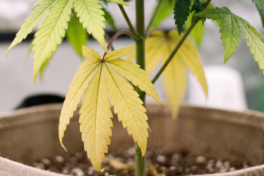 Yellowing lower cannabis fan leaves with green top growth from nitrogen deficiency.