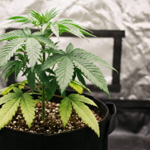 Cannabis plant with pale lower leaves showing early nitrogen deficiency.