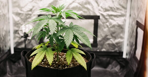 Cannabis plant with pale lower leaves showing early nitrogen deficiency.
