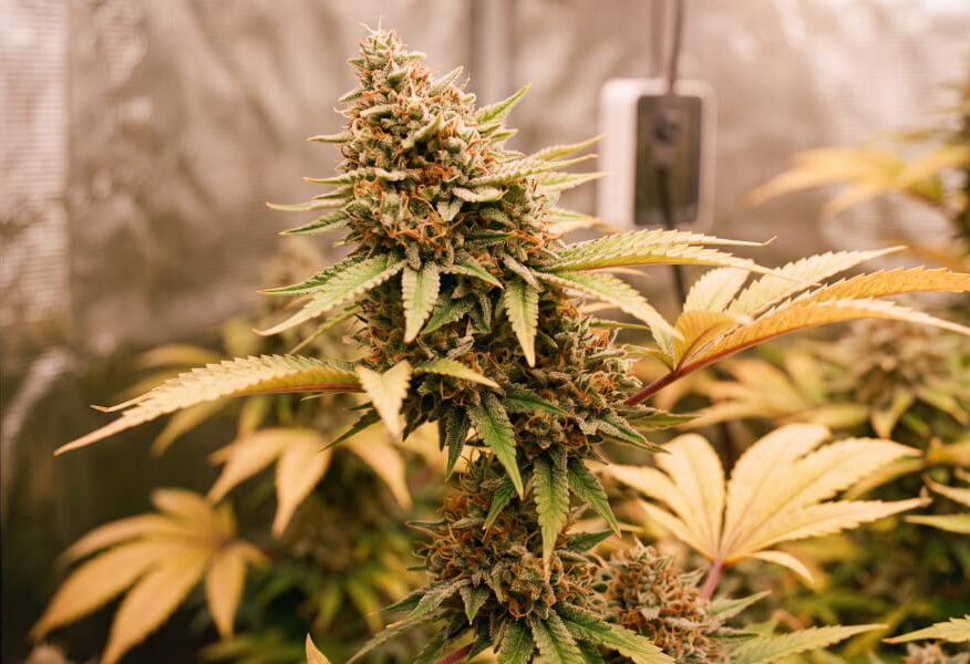 Cannabis plant with normal lower-leaf yellowing in late flowering near harvest.