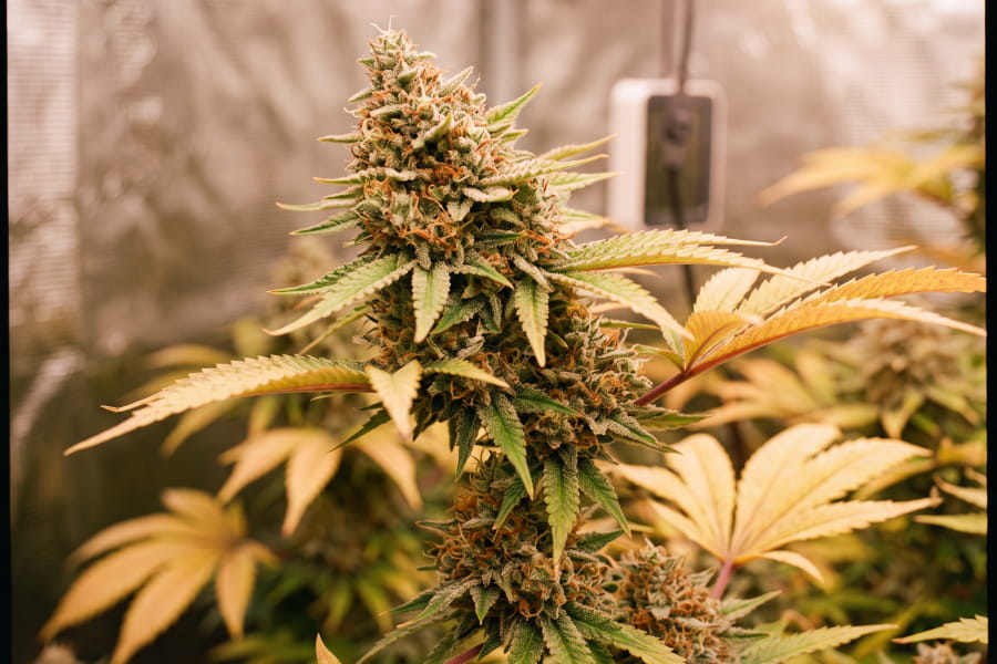 Cannabis plant with normal lower-leaf yellowing in late flowering near harvest.
