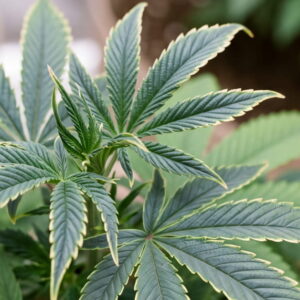 Cannabis leaf with pale yellow tips and blue-grey sheen showing copper deficiency.
