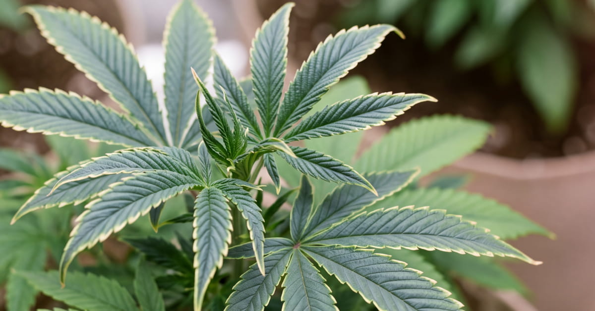 Cannabis leaf with pale yellow tips and blue-grey sheen showing copper deficiency.