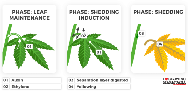 Auxin marijuana plant