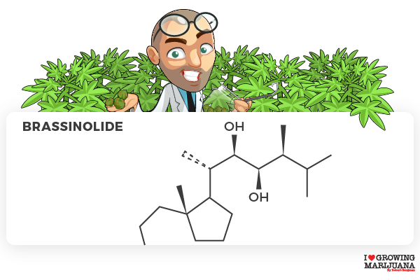 Brassinolide