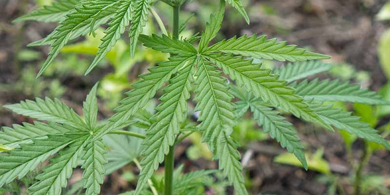 Grow a fully biological marijuana plant