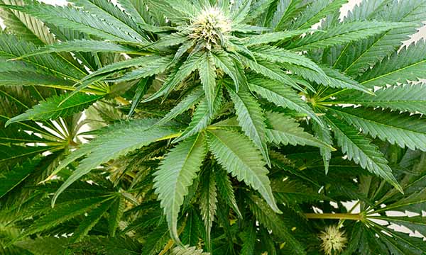 Humidity during the flowering phase of marijuana plants