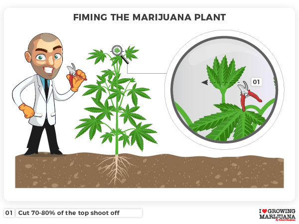 FIMing the marijuana plant close up view