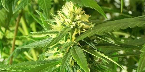 Silver thiosulfate feminizing marijuana plants