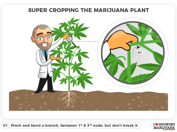 Super cropping the marijuana plant close up view