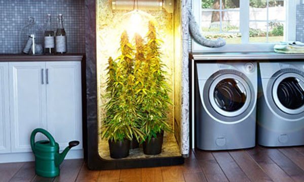 Watering marijuana and humidity